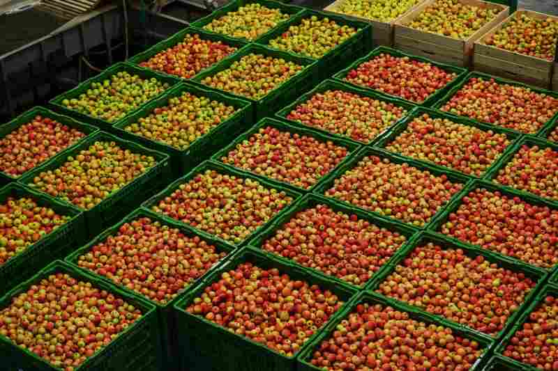 Fruit Wholesale Supply
