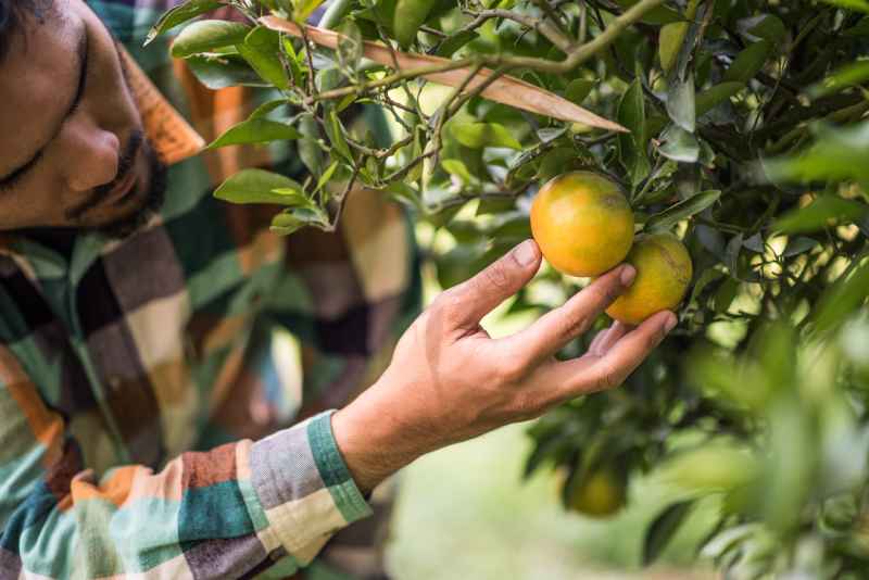 Fruit wholesale supply